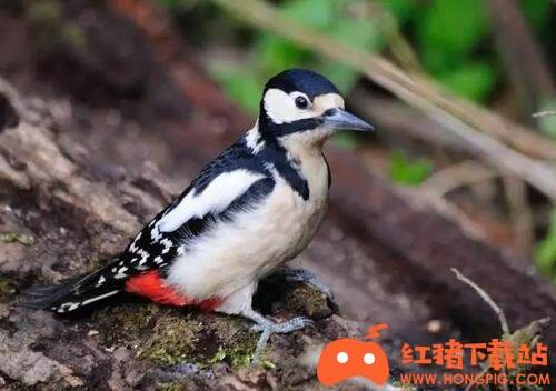 爪叽app安卓端下载