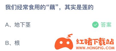 我们经常食用的藕,其实是莲的